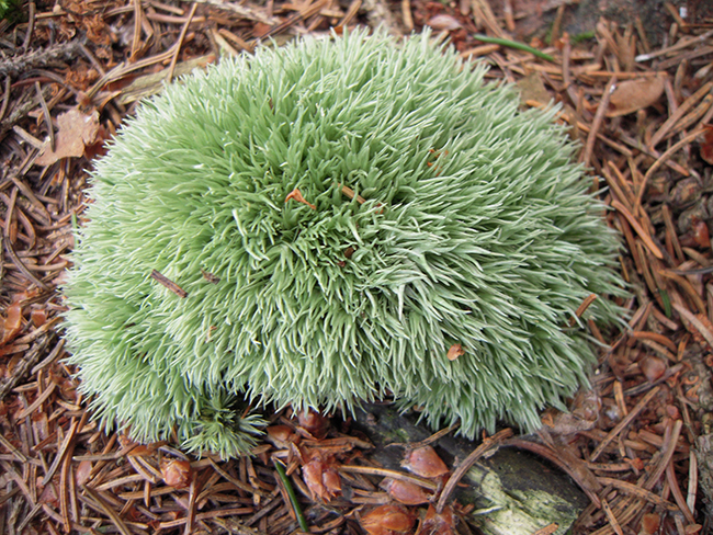 Leucobryum-glaucum_refpetite.jpg