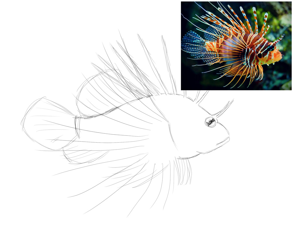 Lionfish-sketch2.jpg