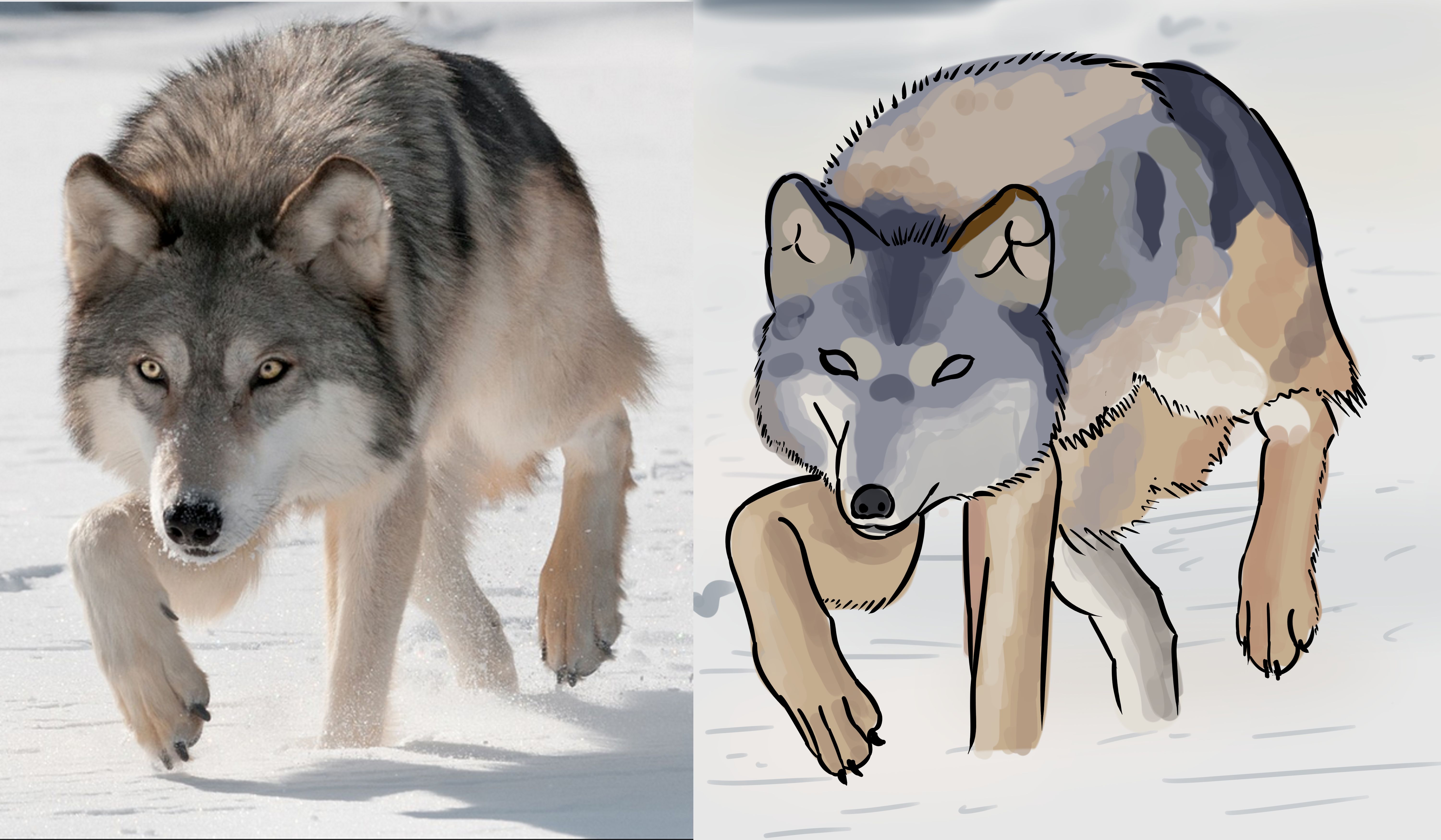 Loup.jpg