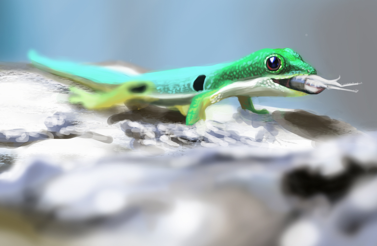 Phelsuma_quadriocellata_final-1.jpg