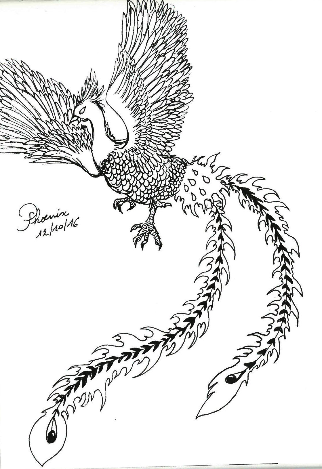 Phoenix-1.jpg