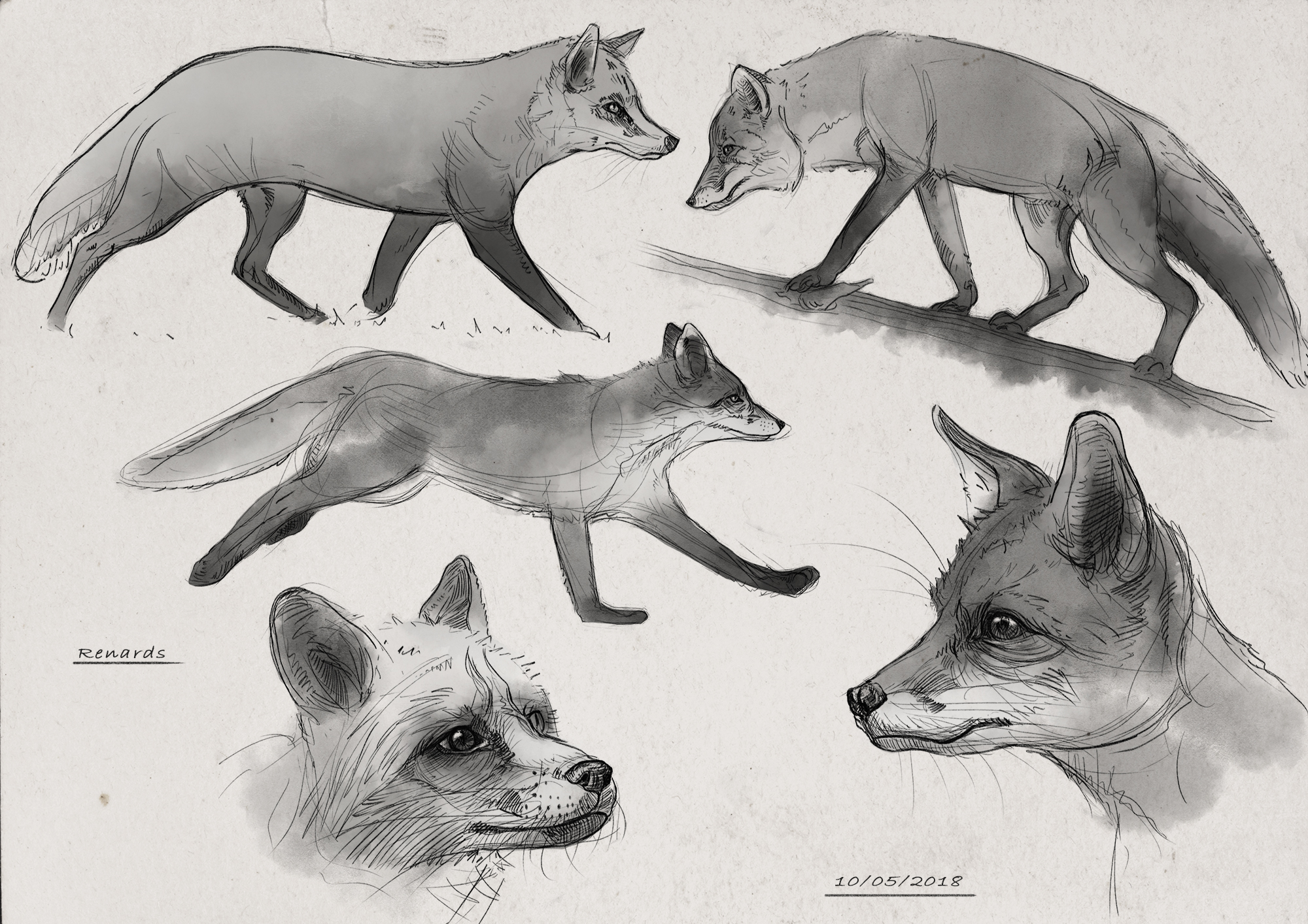 Planche-04-renard.jpg