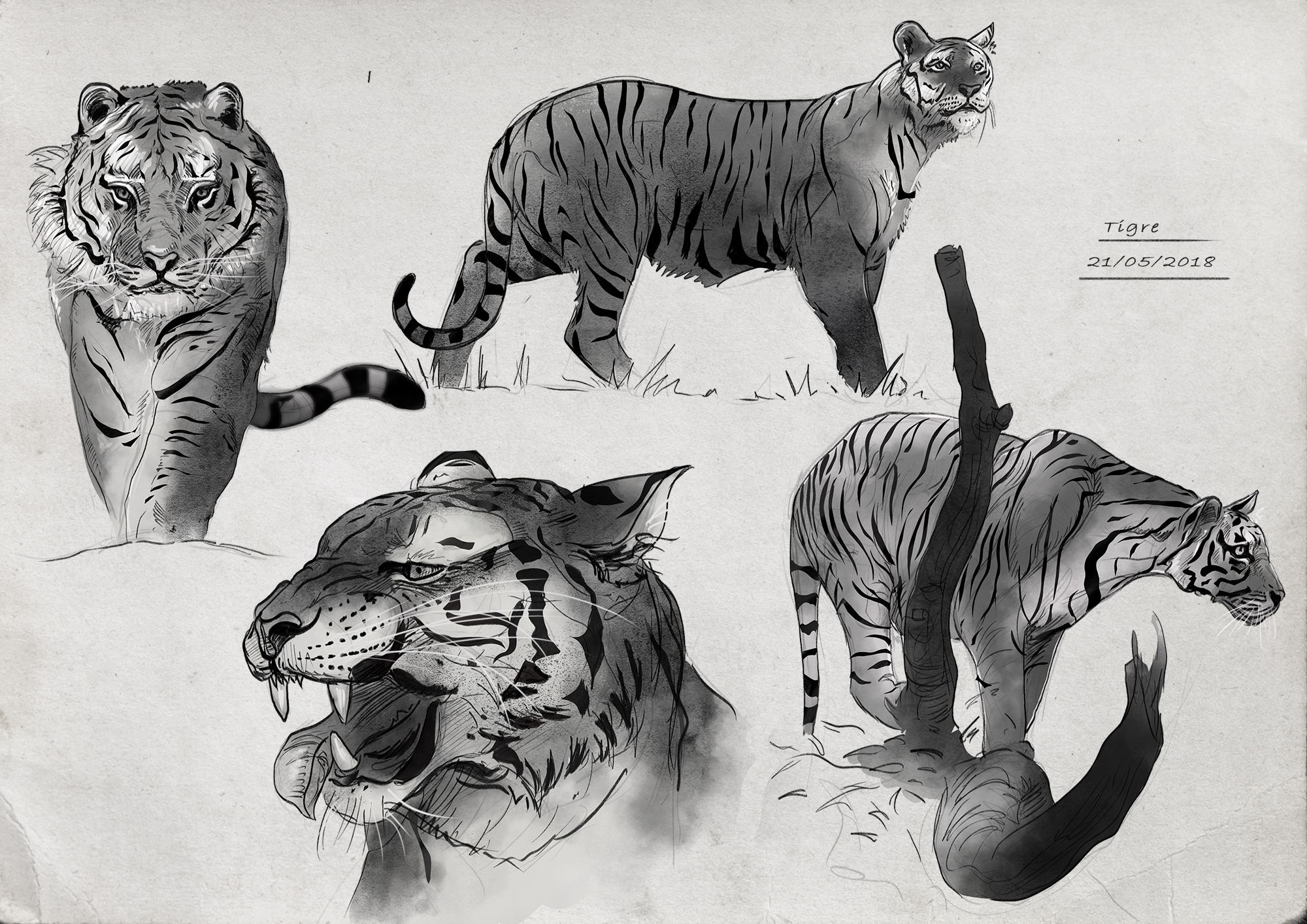 Planche-12-tigre.jpg
