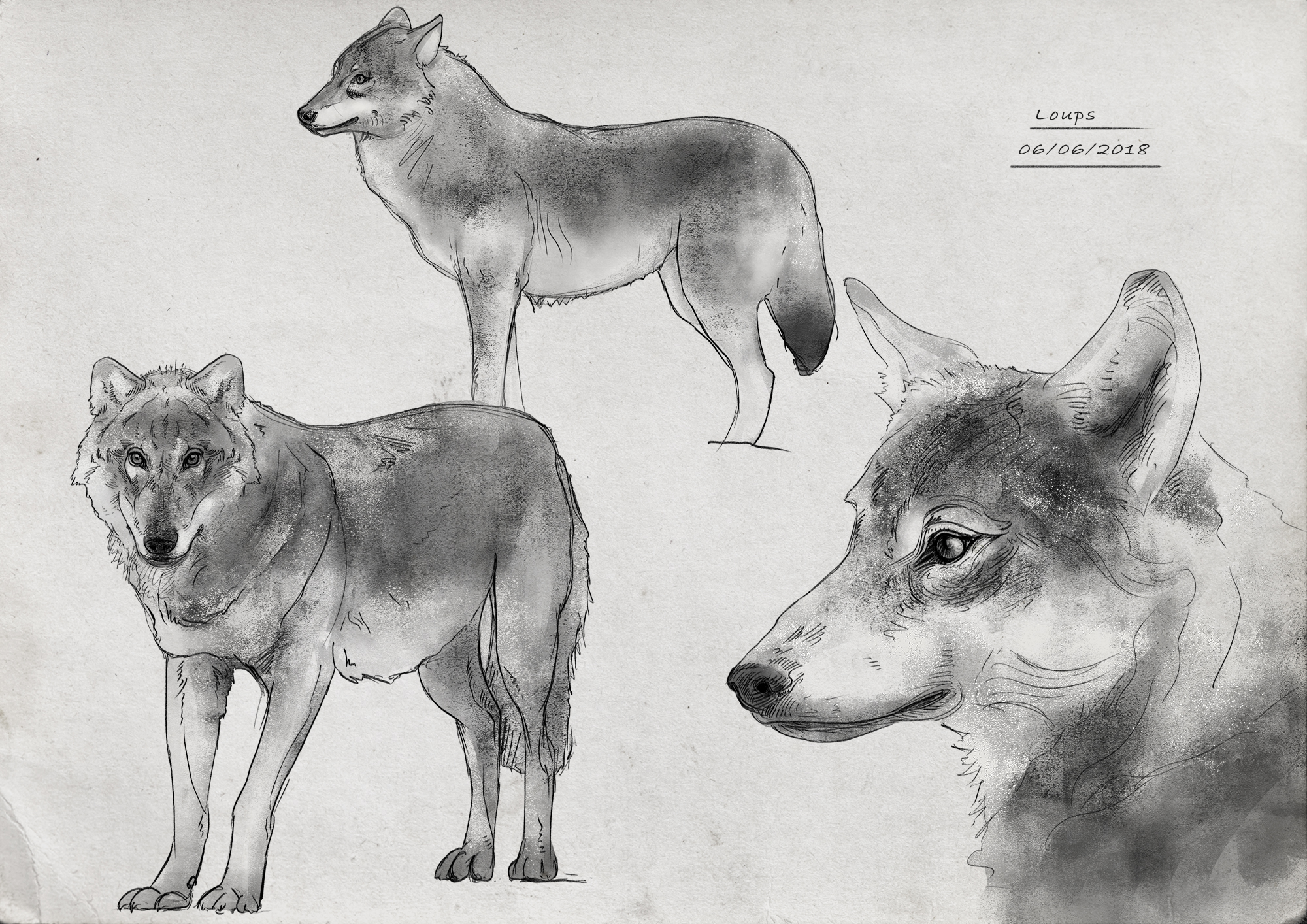Planche-16-loup.jpg