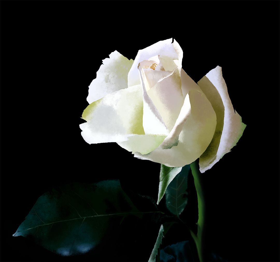 Rose-Blanche-1.jpg