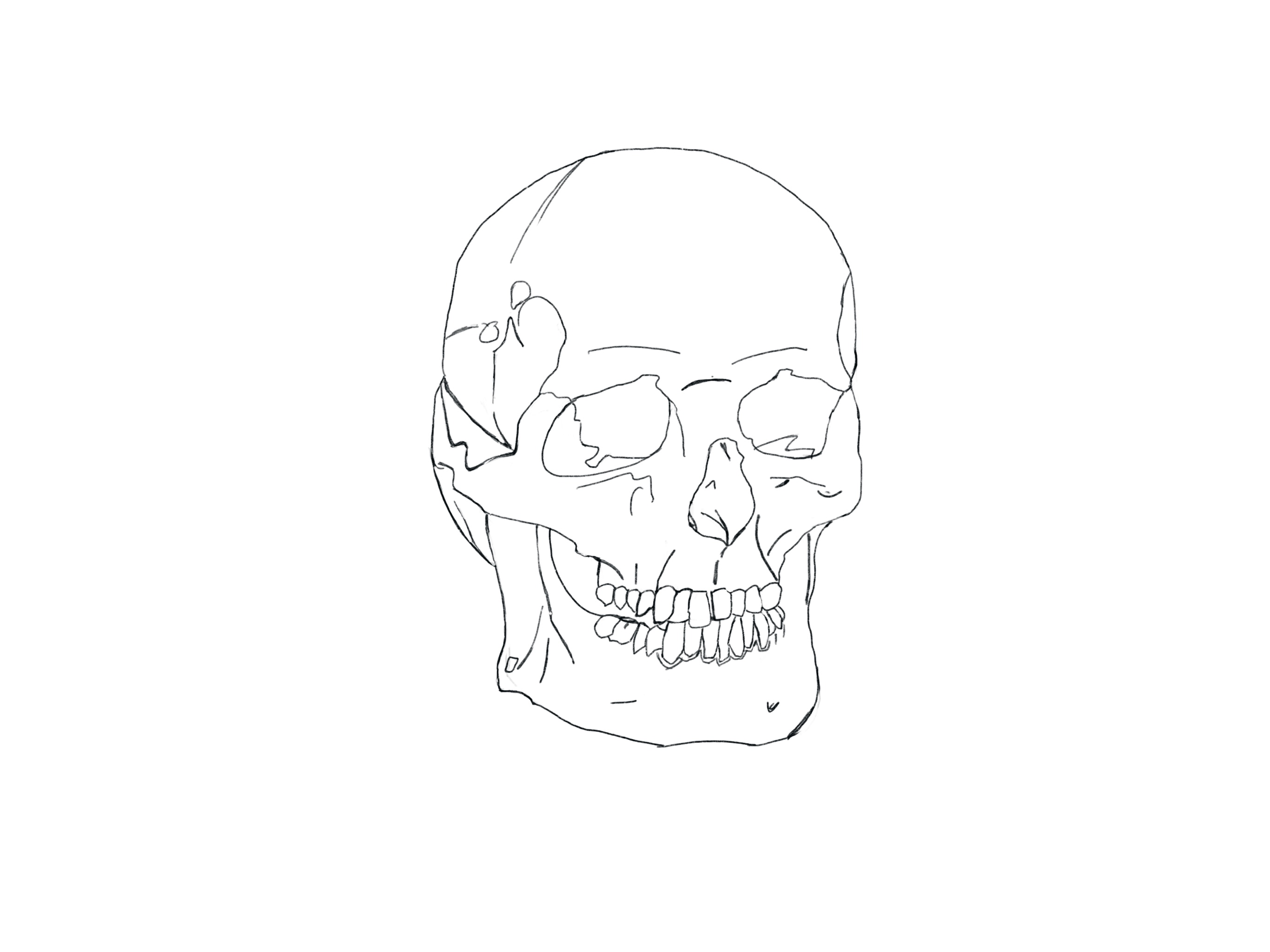 Skull-ligne-claire.jpg