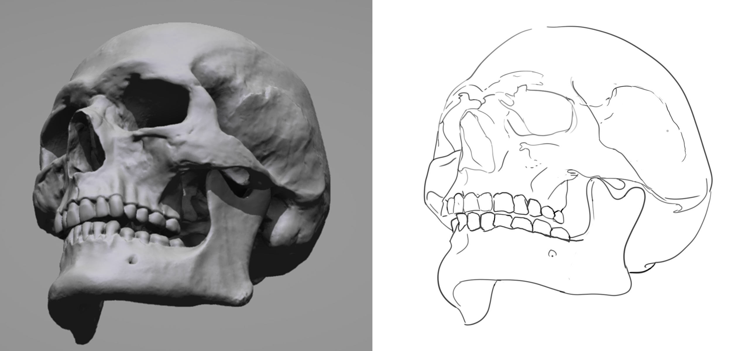 Skull3-line-1.png