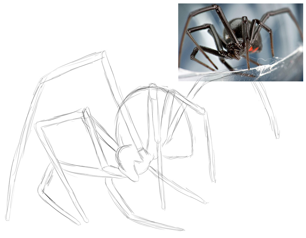 Spider-sketch2.jpg