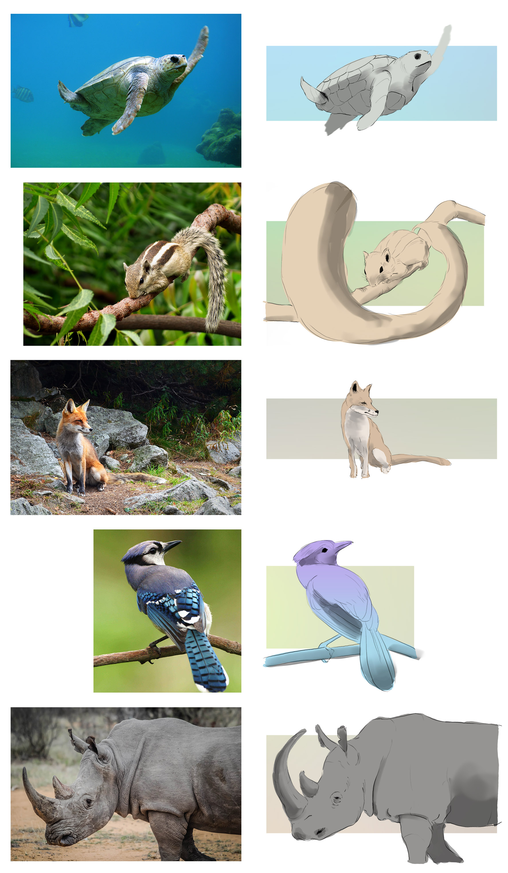 Study-animals.jpg