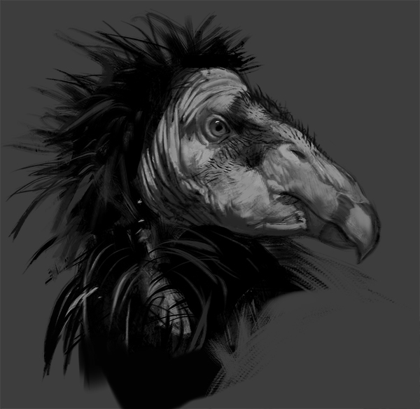 Study-condor.jpg