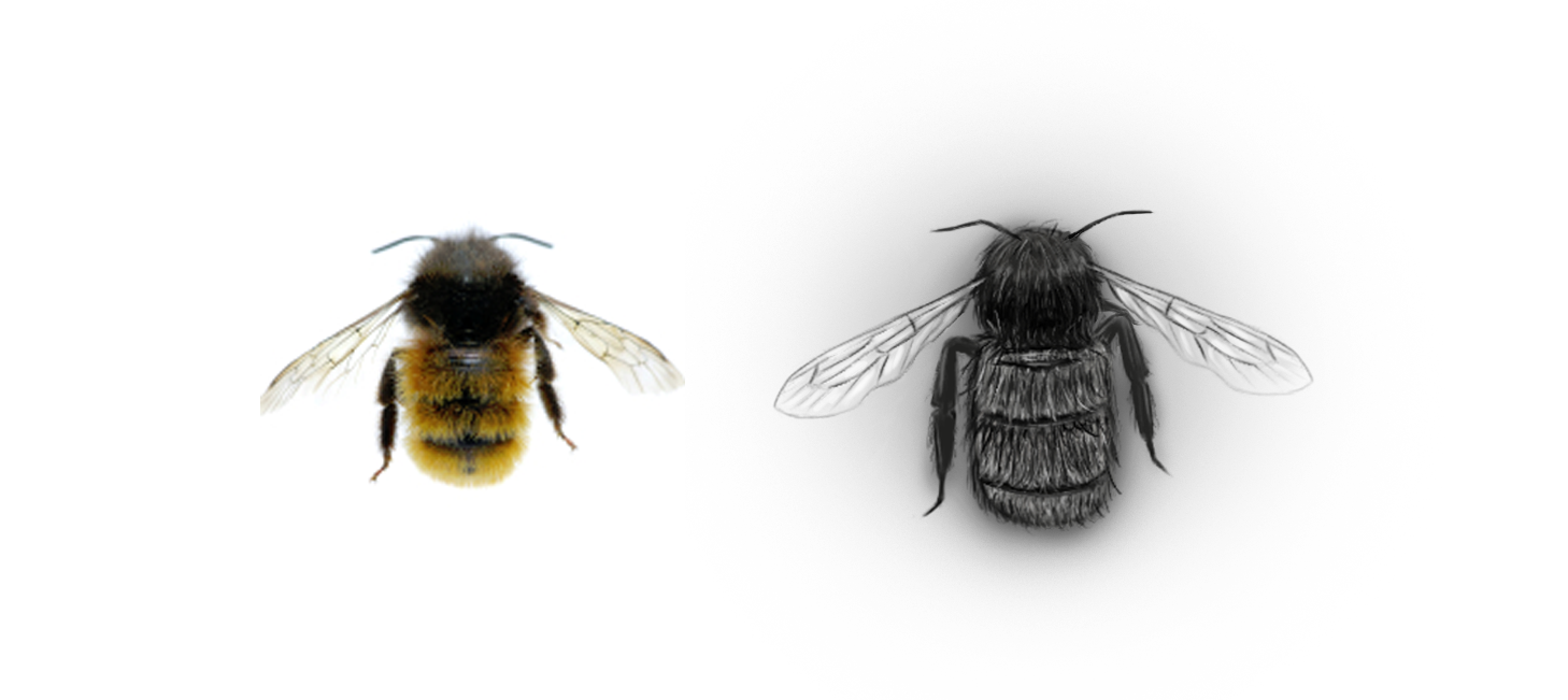 abeille.png