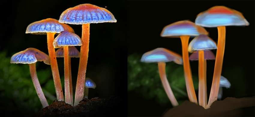 bioluminescent-fungus.jpg