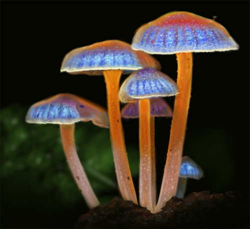 bioluminescent-fungus03.jpg