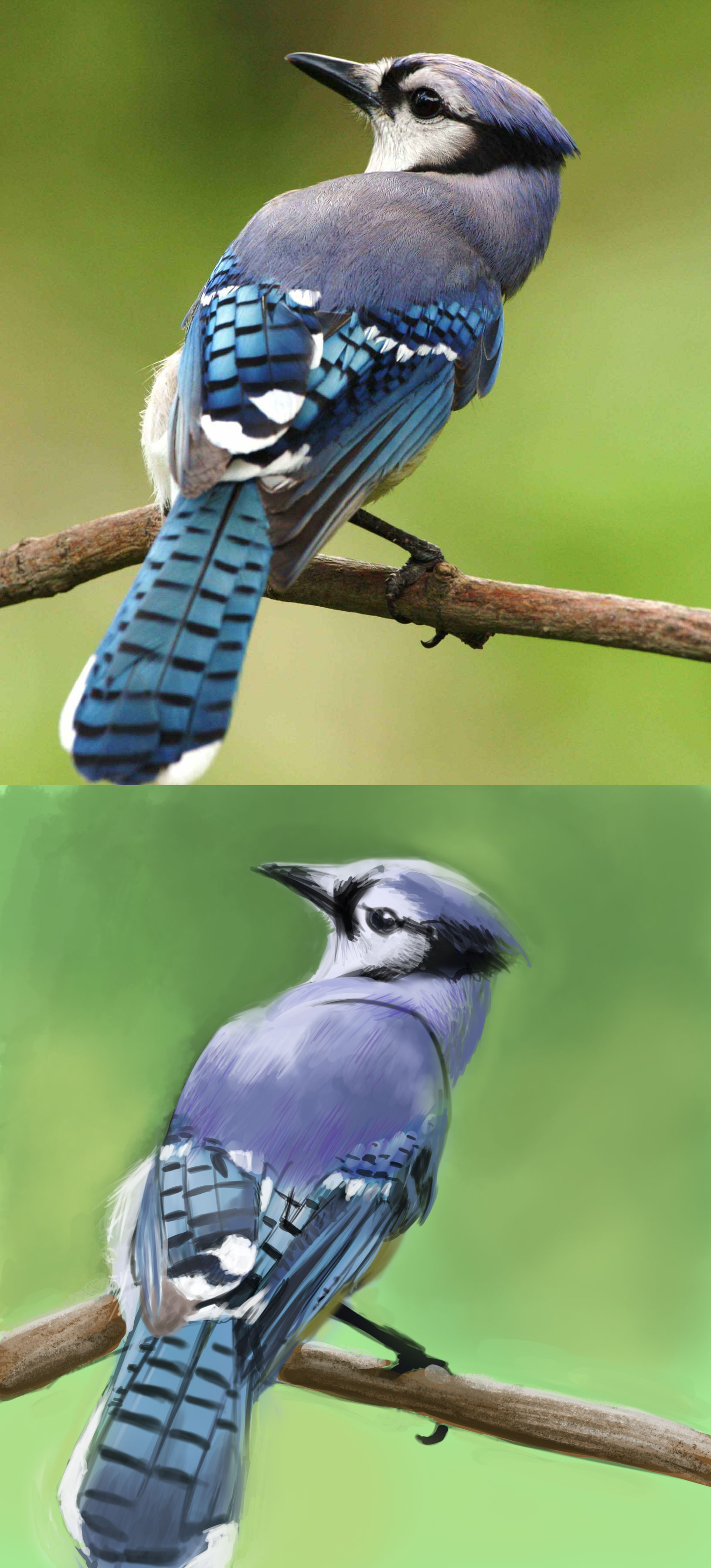 bird-blue-cristata-cyanocitta-45851-1.jp