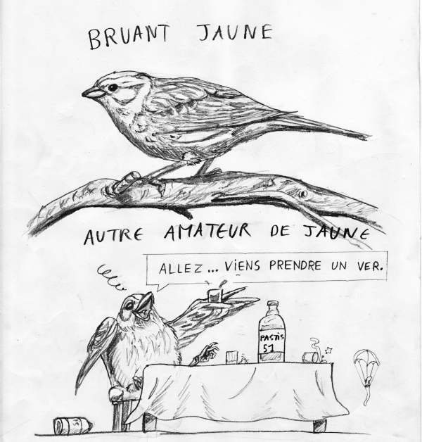 bruant-jaune.jpg