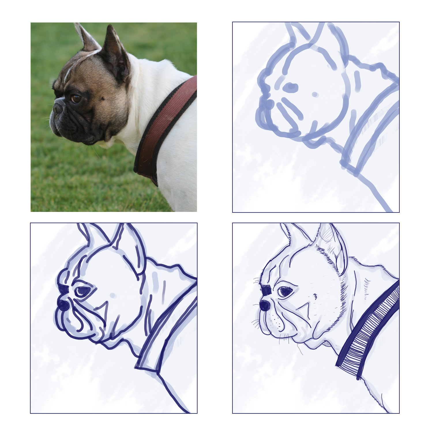 bulldog-croquis.jpg