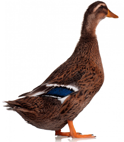 canard.png