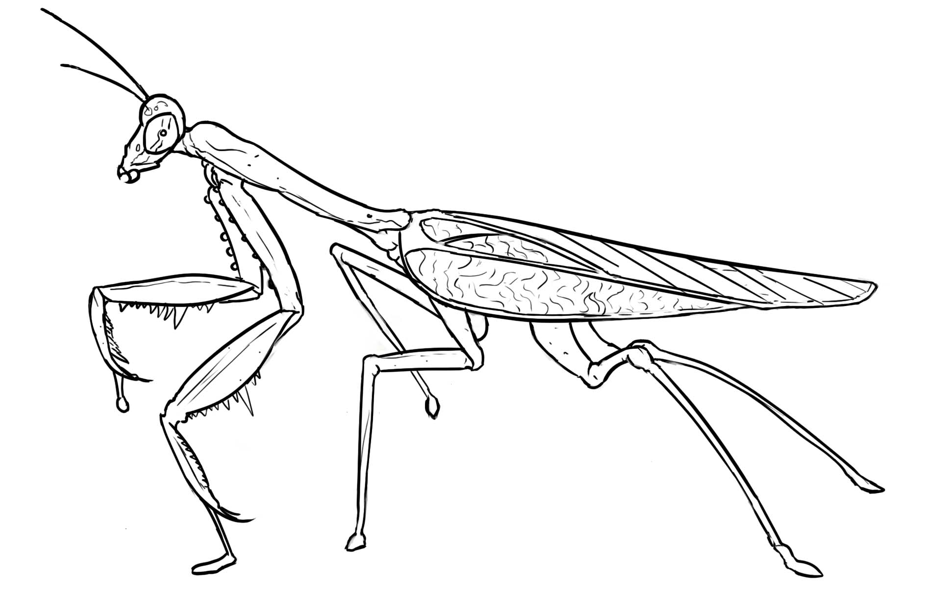 challenge-14-croquis-insecte-2.jpg