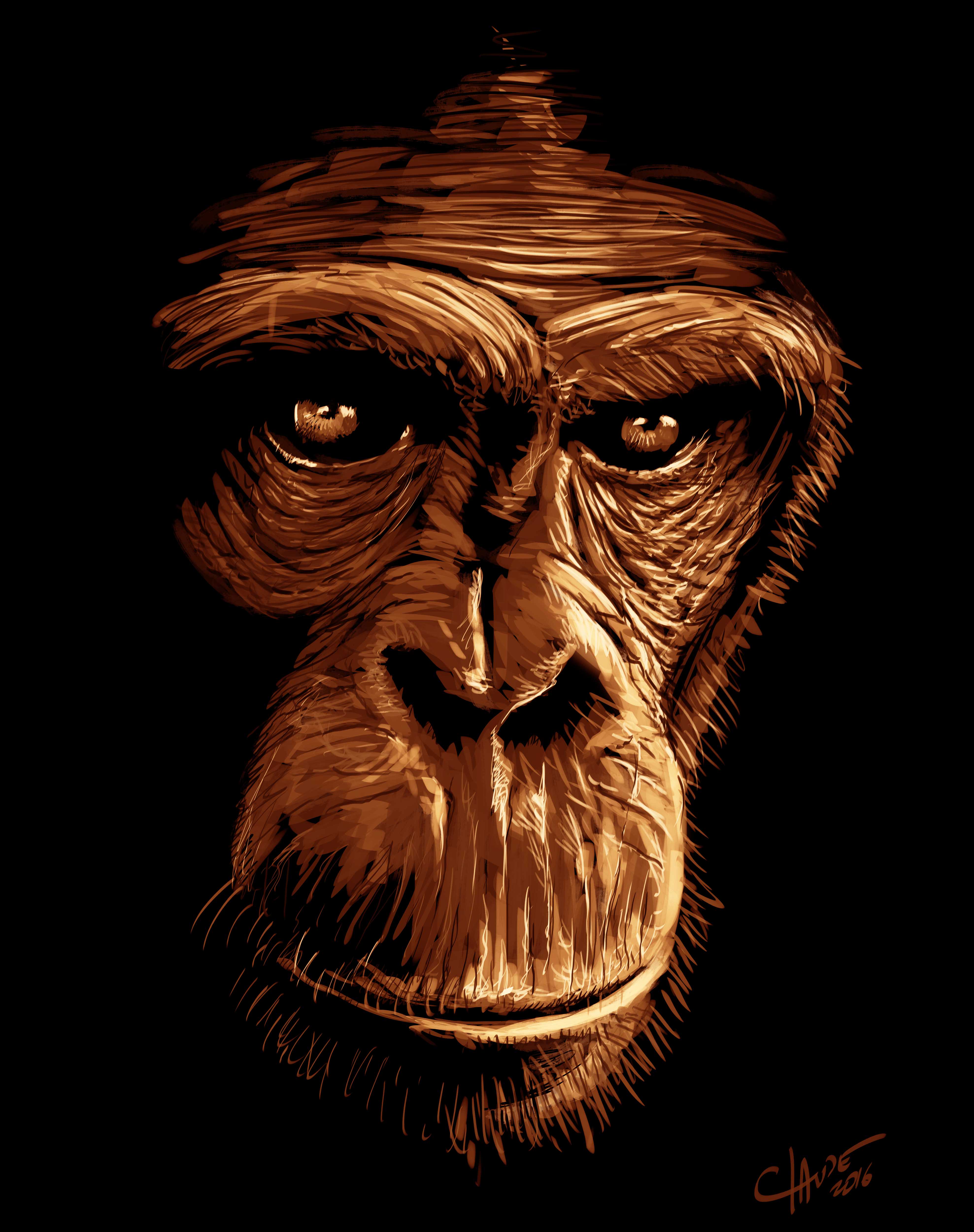 chimpanze5.jpg