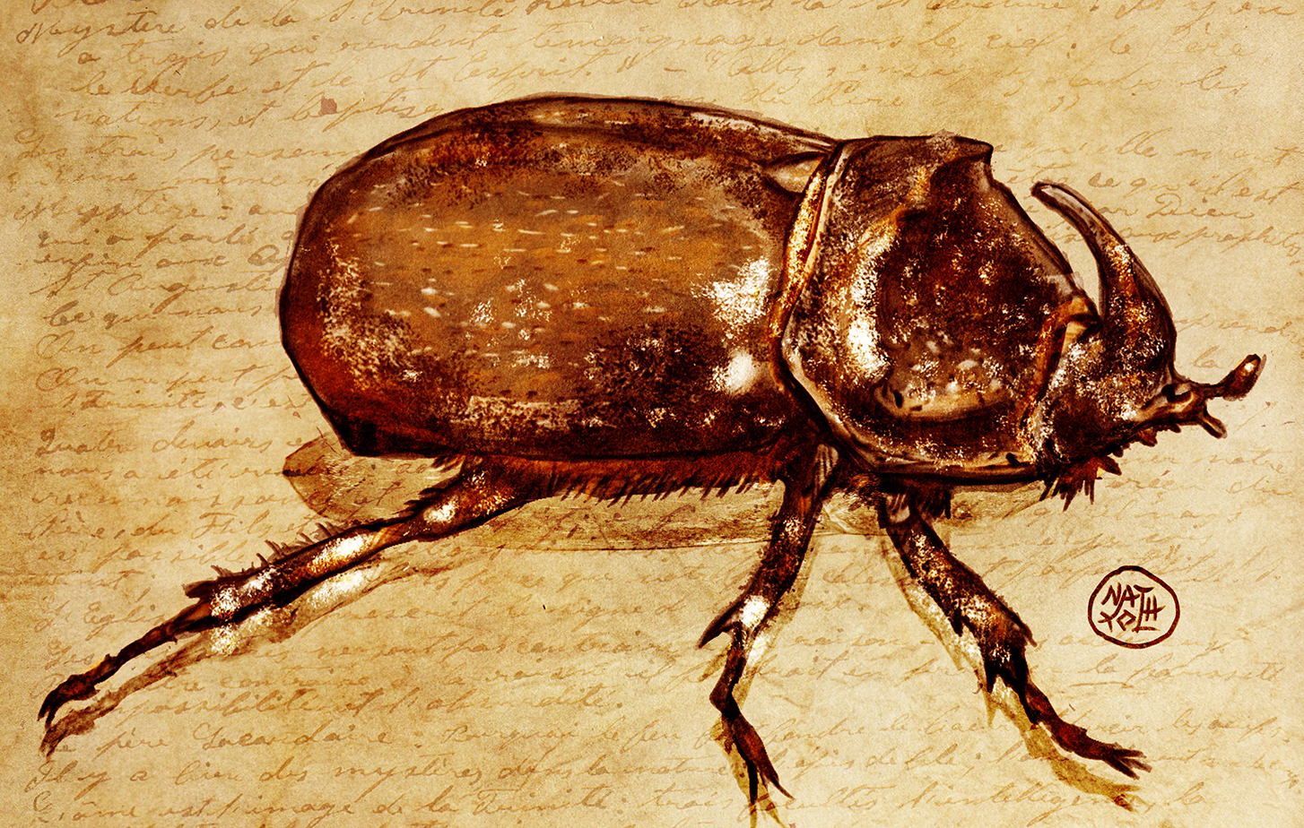 col%C3%A9opt%C3%A8re-rhinoc%C3%A9ros-fin