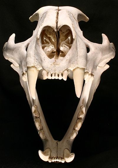 cougar-skull.jpg