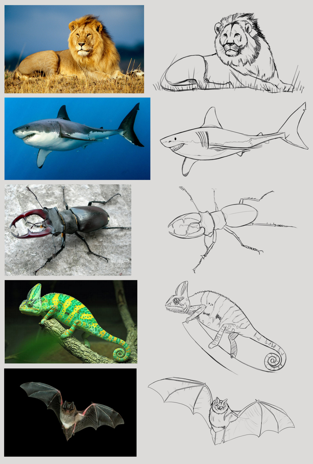 croquis-5-animaux..-1.jpeg