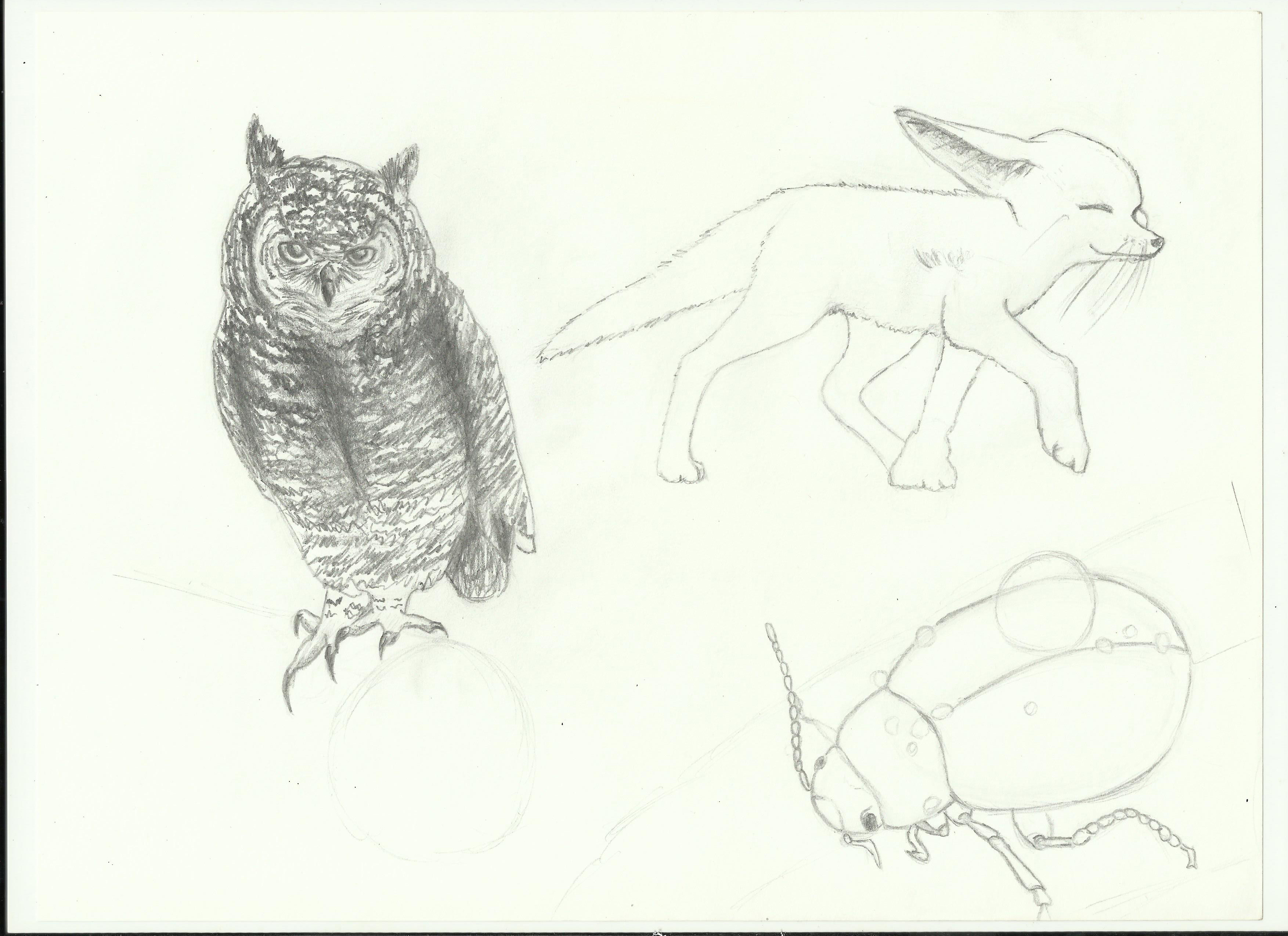croquis-animaux-1-1.jpg