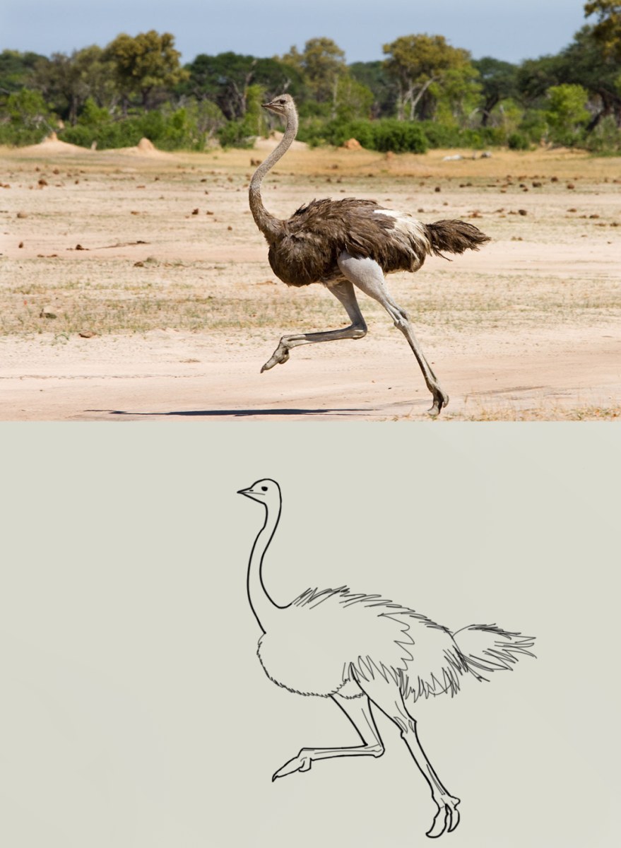 croquis-autruche.jpg