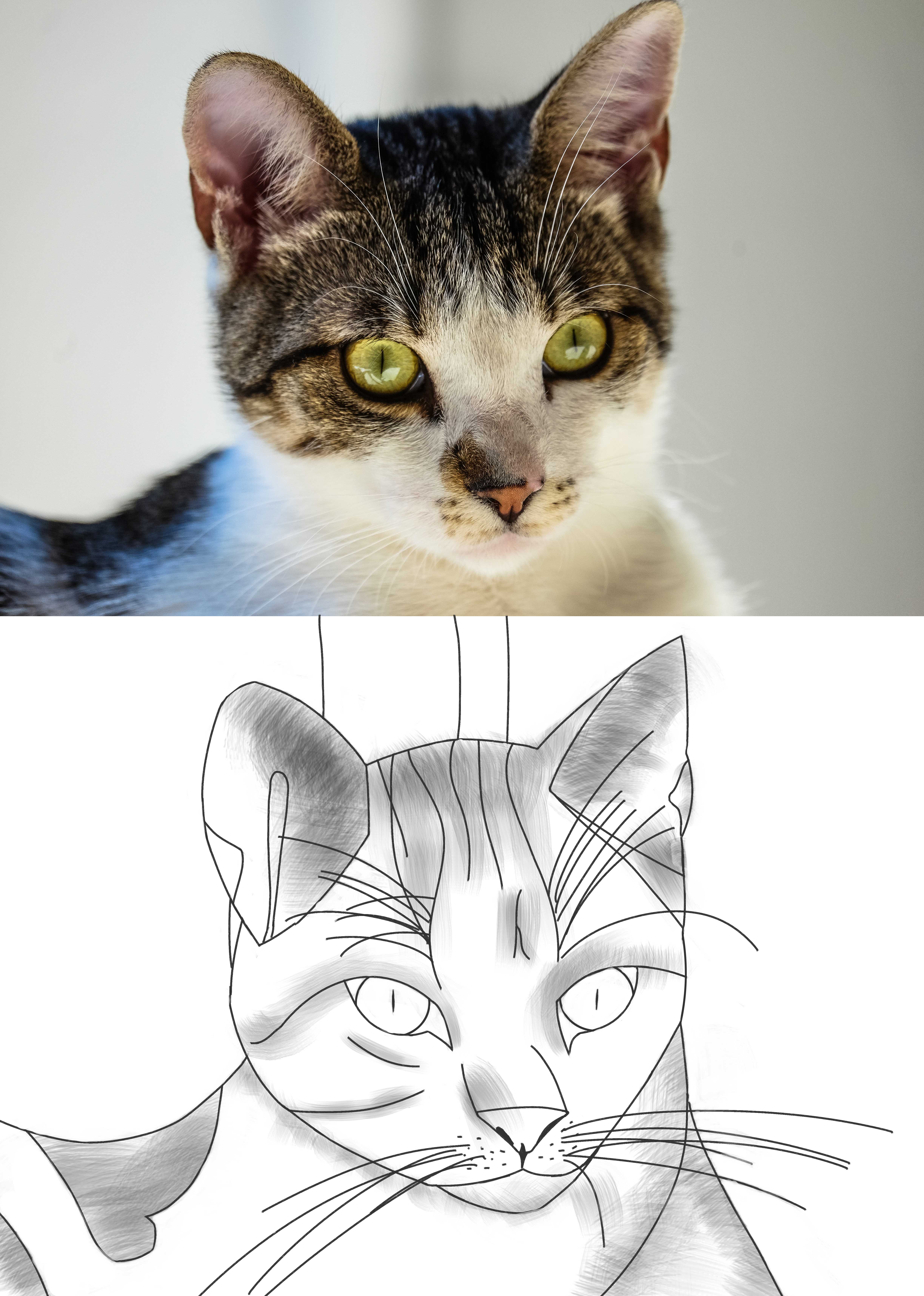 croquis-chat-1.jpg