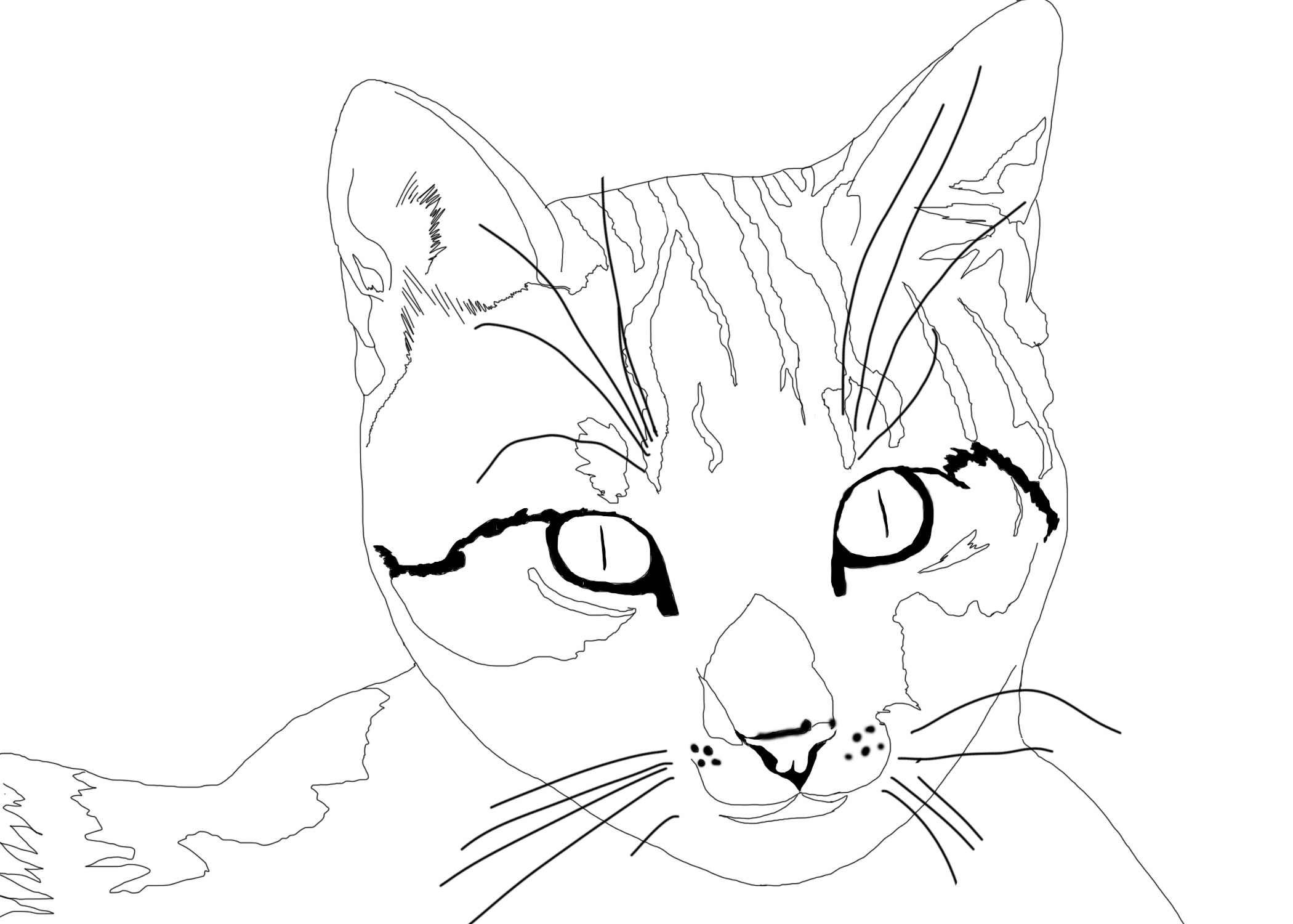 croquis-chat-2.jpg