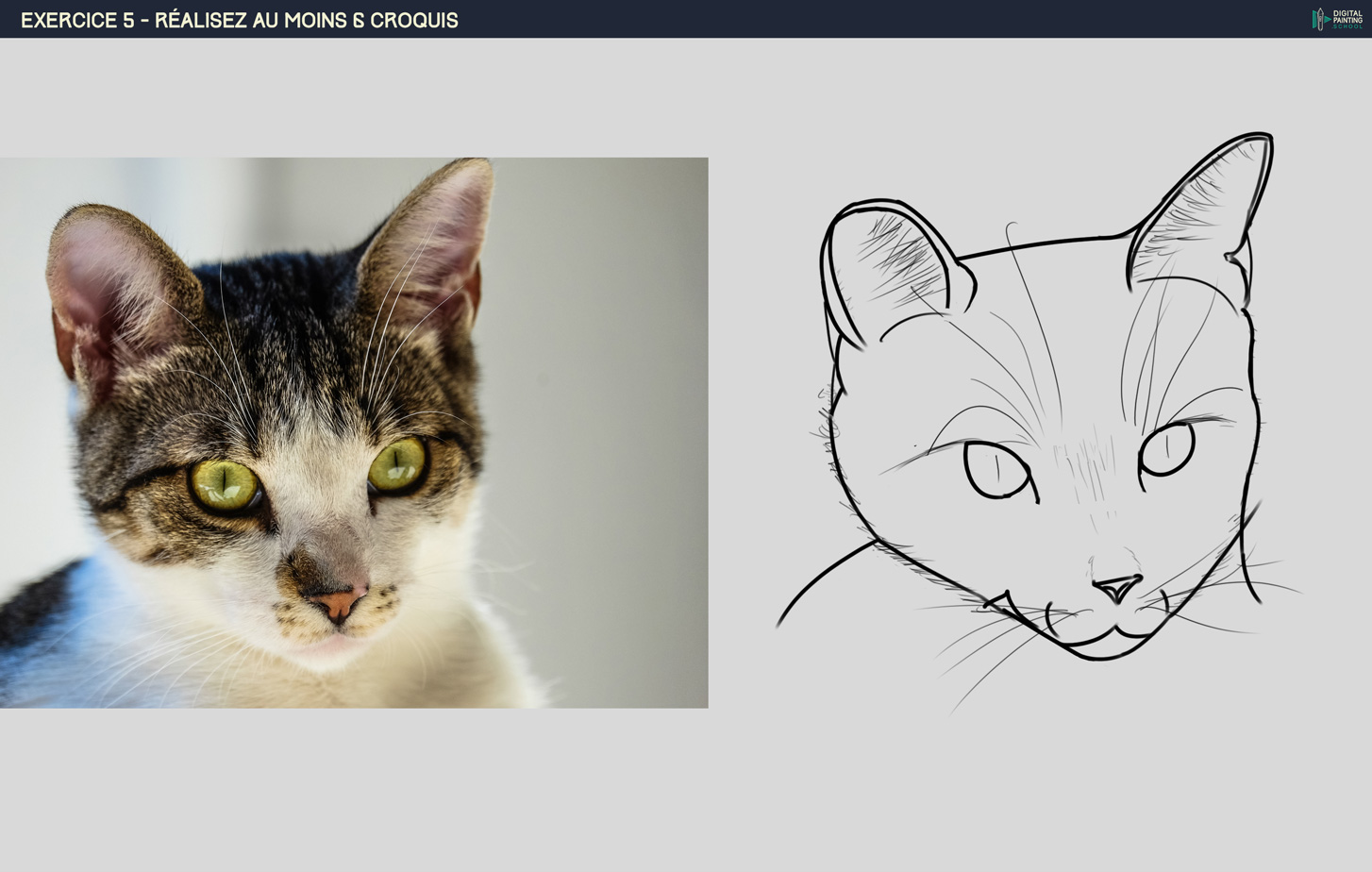 croquis-chat-3-1.jpg