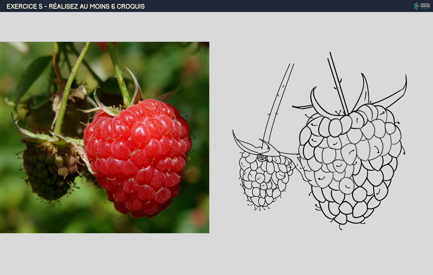 croquis-framboise-4-1.jpg