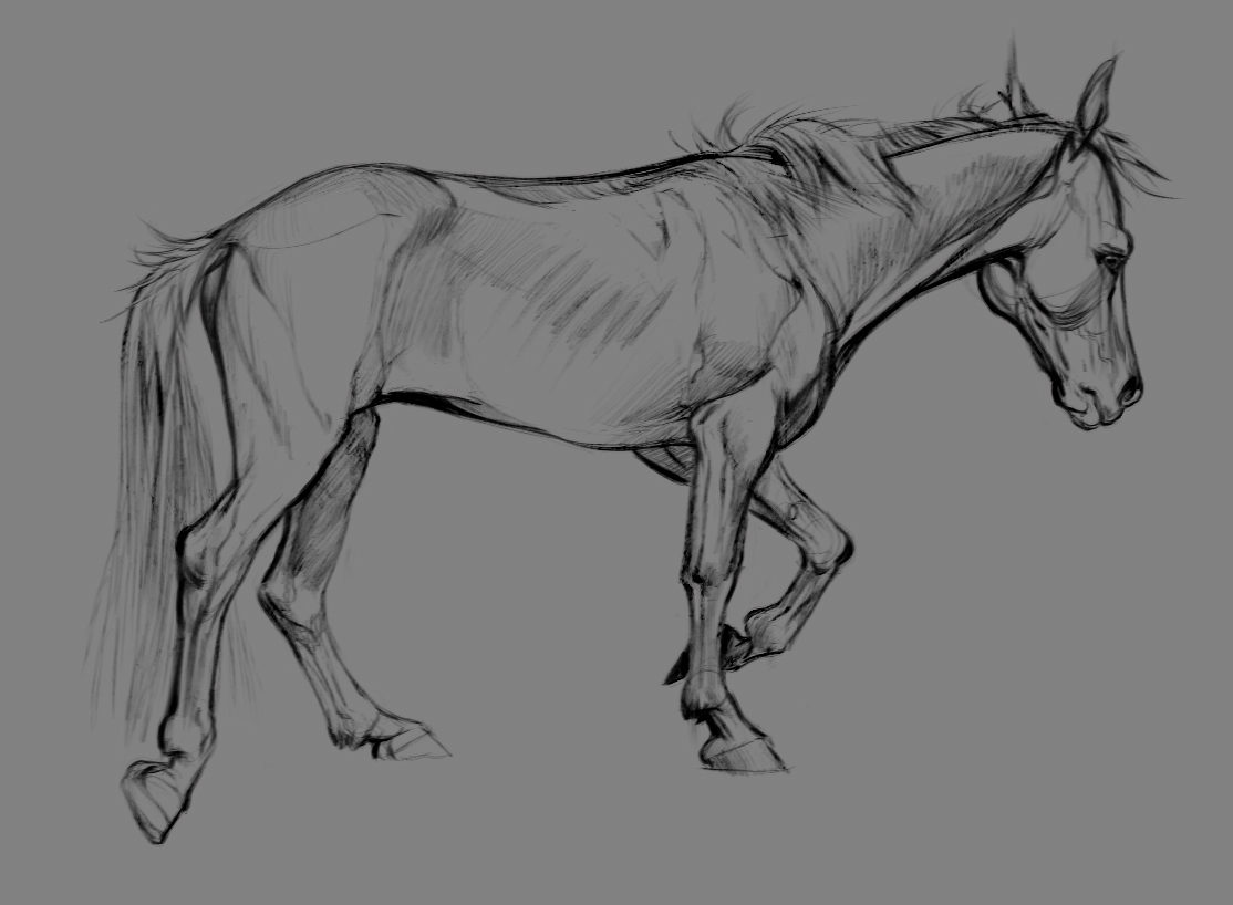 croquis-horse.jpg