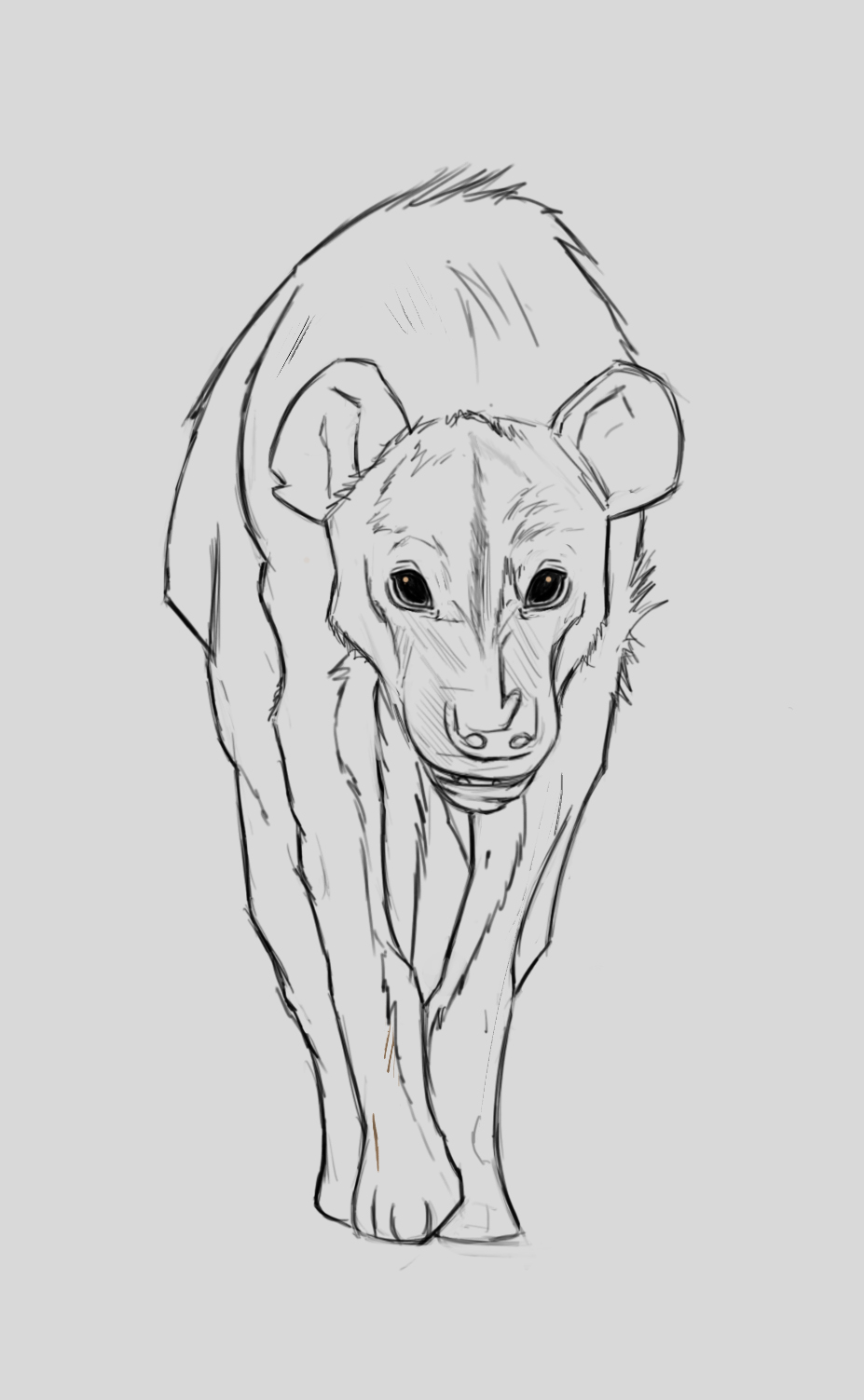 croquis-hyene.jpg