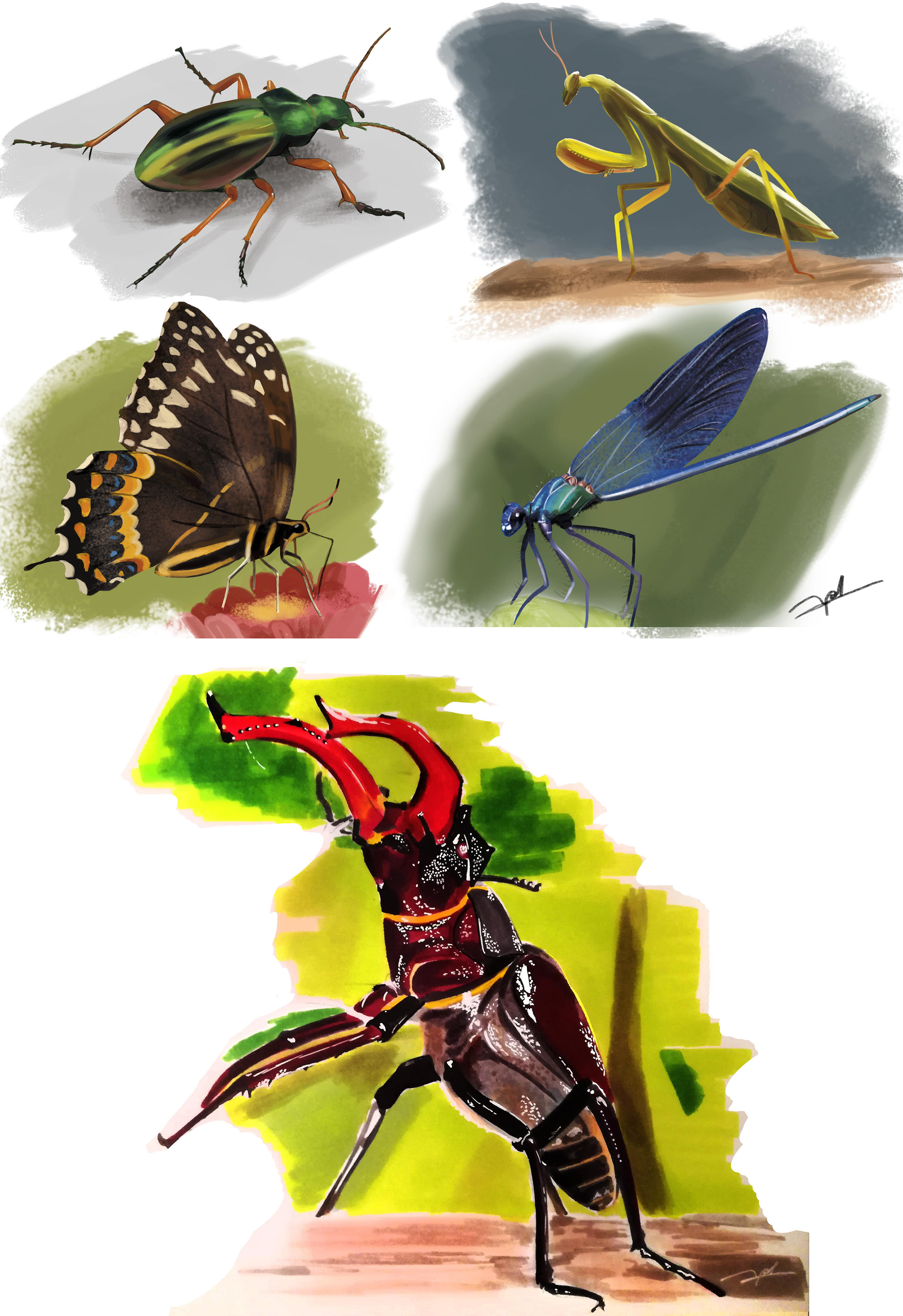 croquis-insecte-d%C3%A9f-min-1.jpg