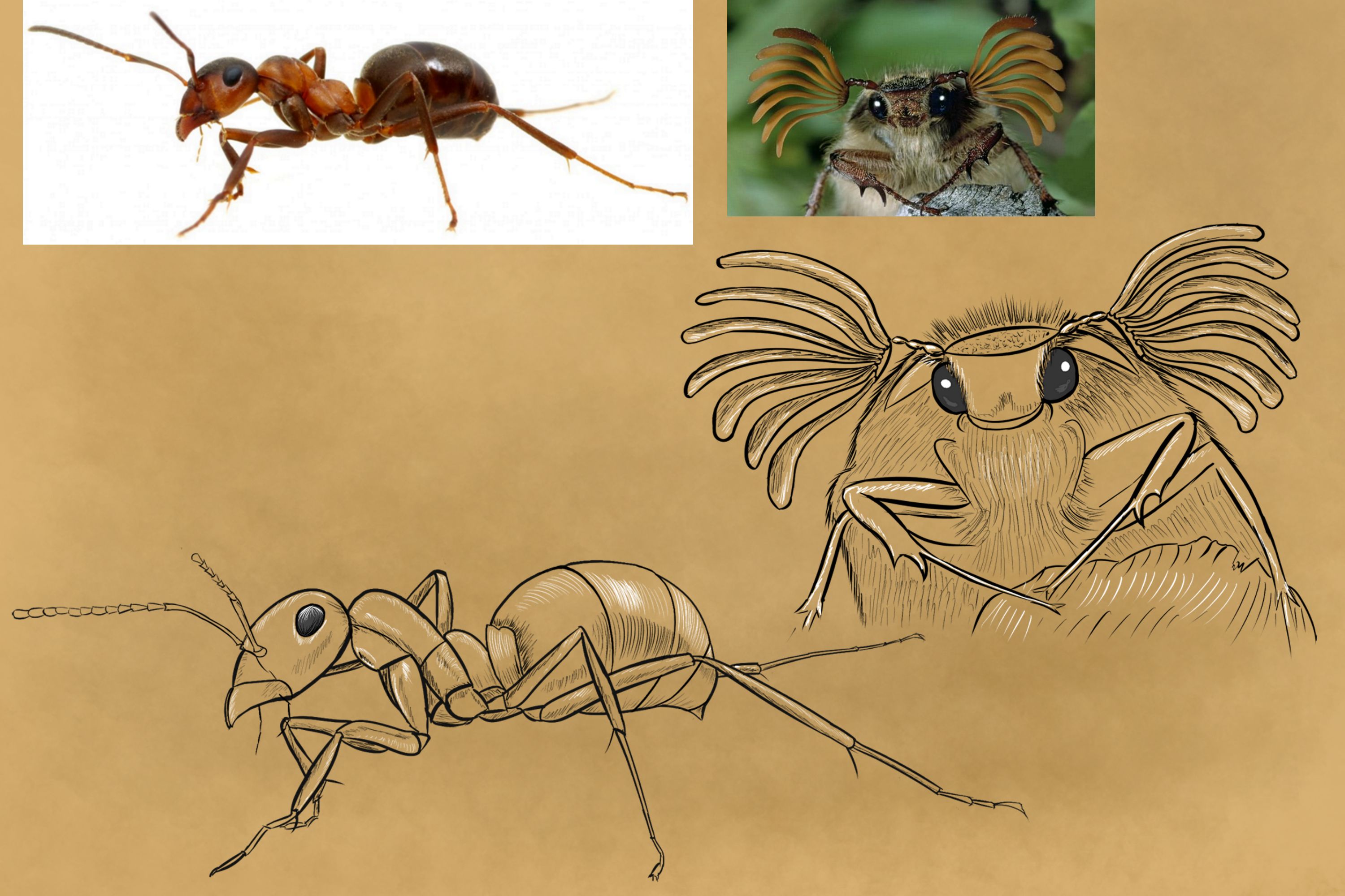 croquis-insectes-1.jpg