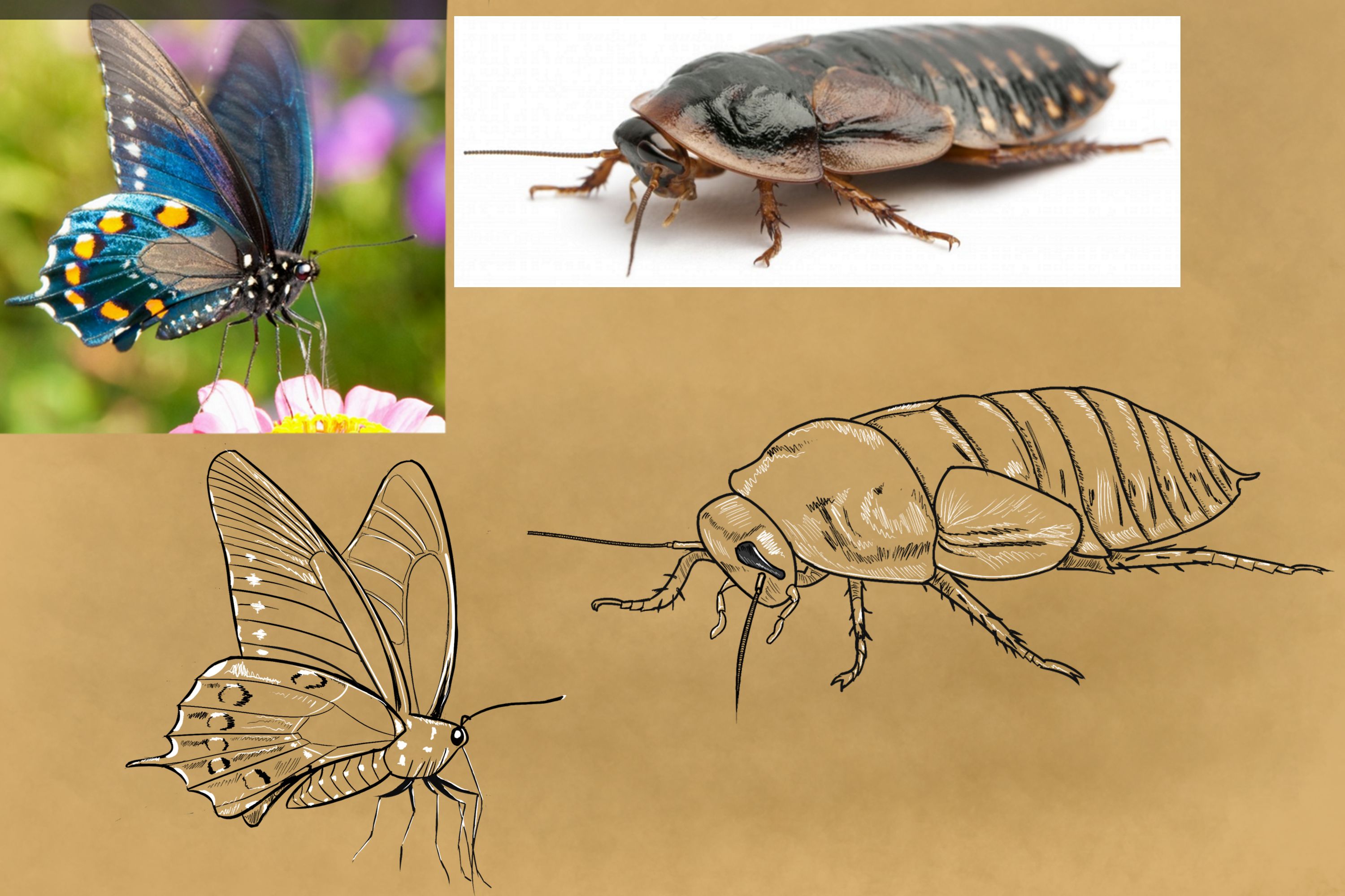 croquis-insectes.jpg