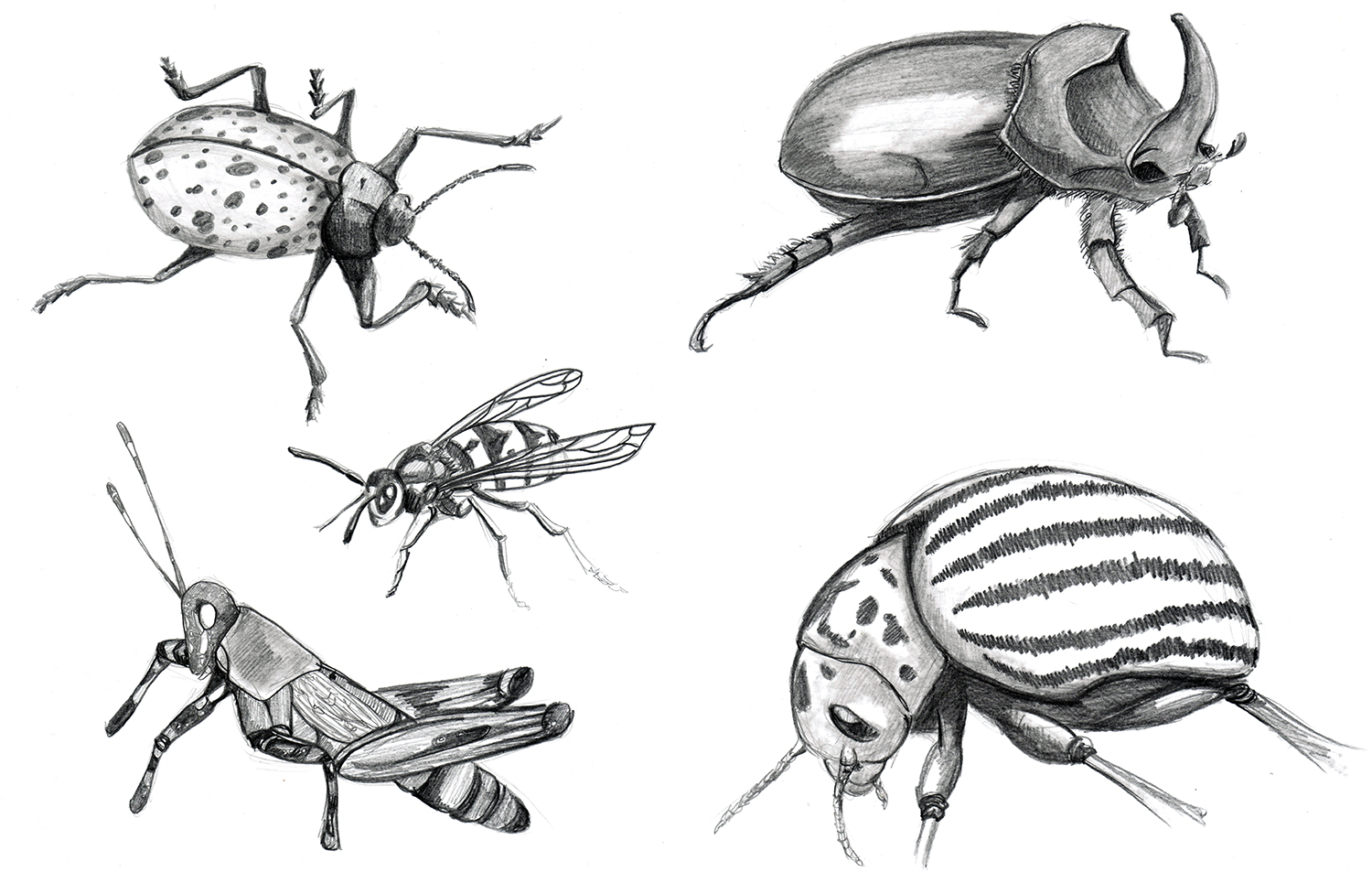 croquis-insectes_5.jpg