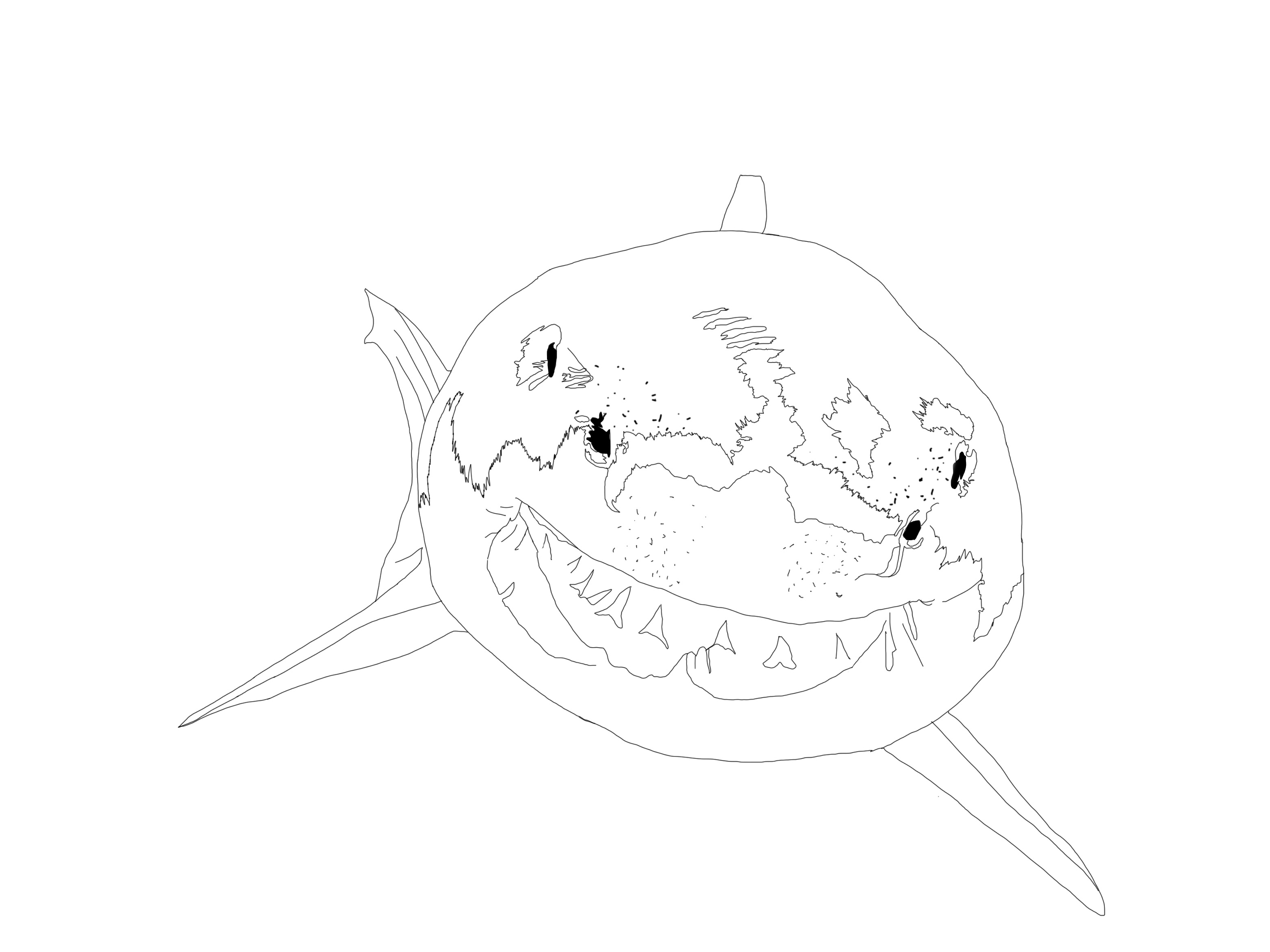 croquis-requin.jpg