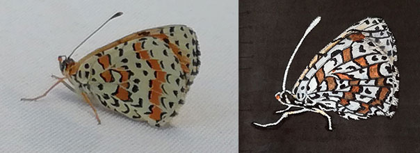 croquis_papillon.jpg