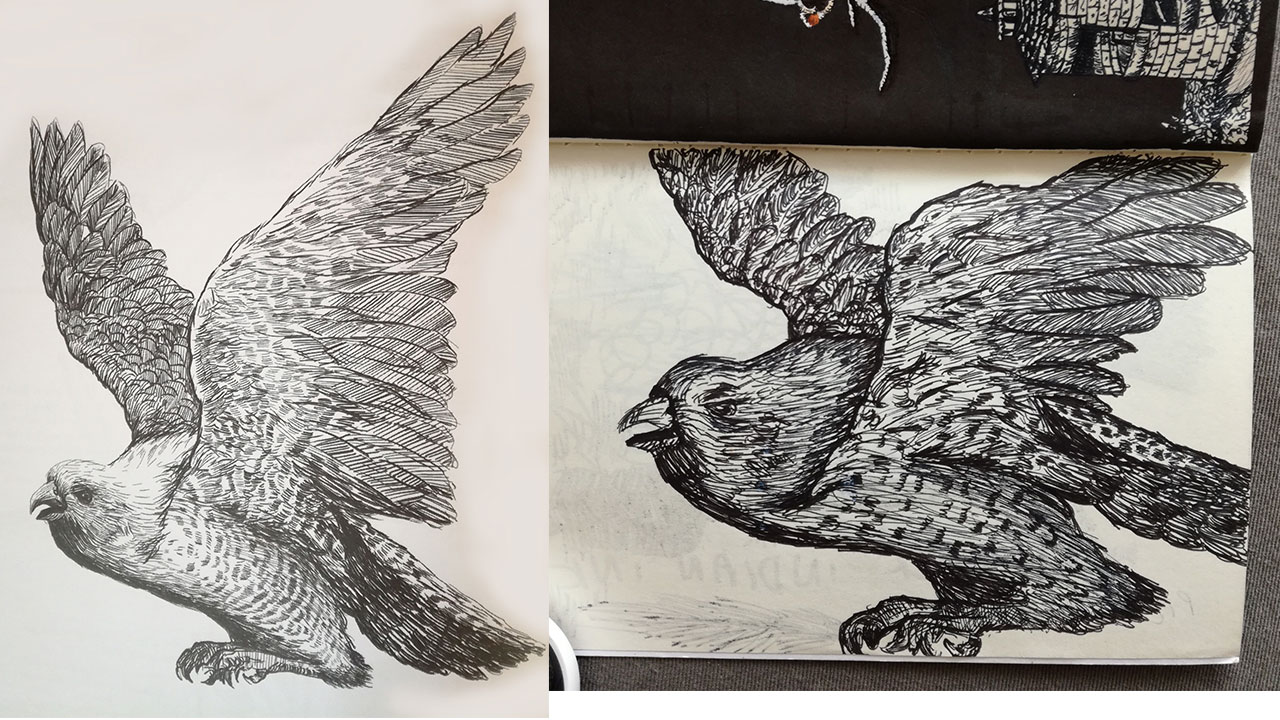 croquis_rapace.jpg