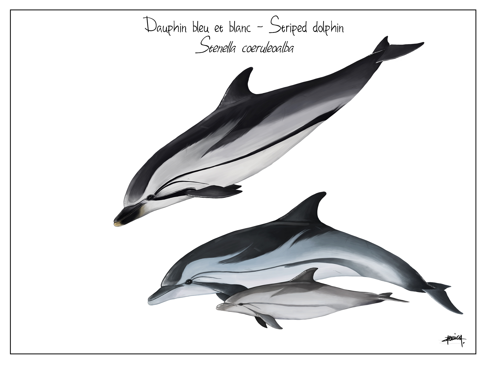 dauphin-bleu-et-blanc.jpg