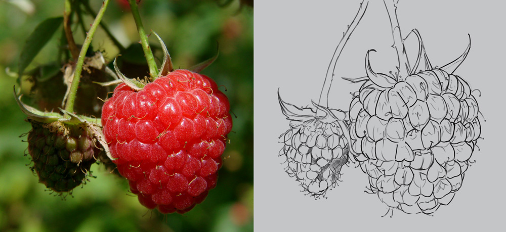 dps-prog-framboise-croquis.jpg