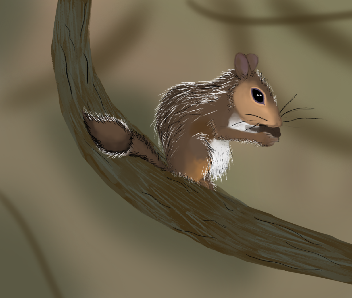 ecureuill.png