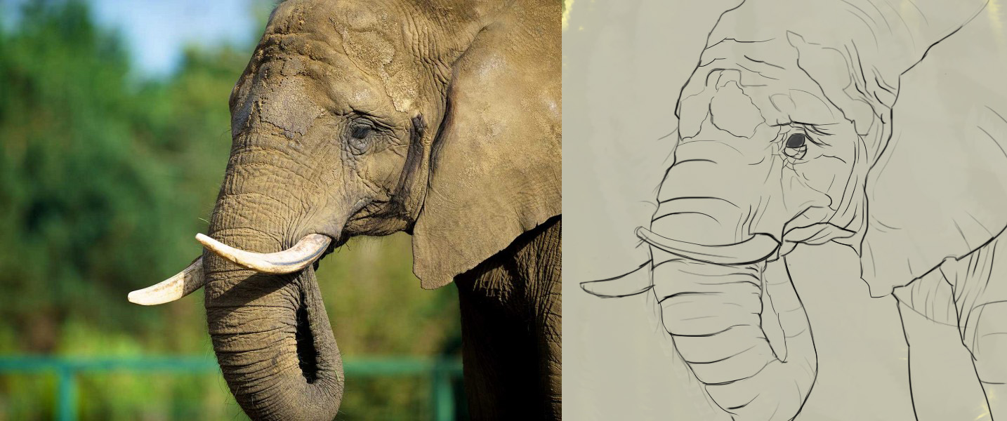 elephant_croquis-1.jpg
