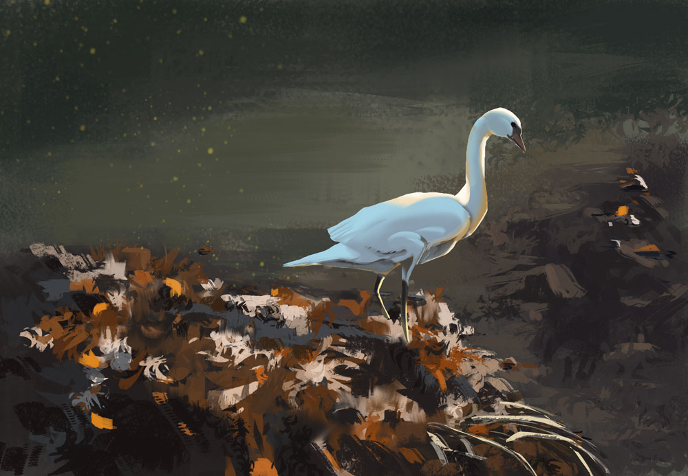 etude-cygne.jpg