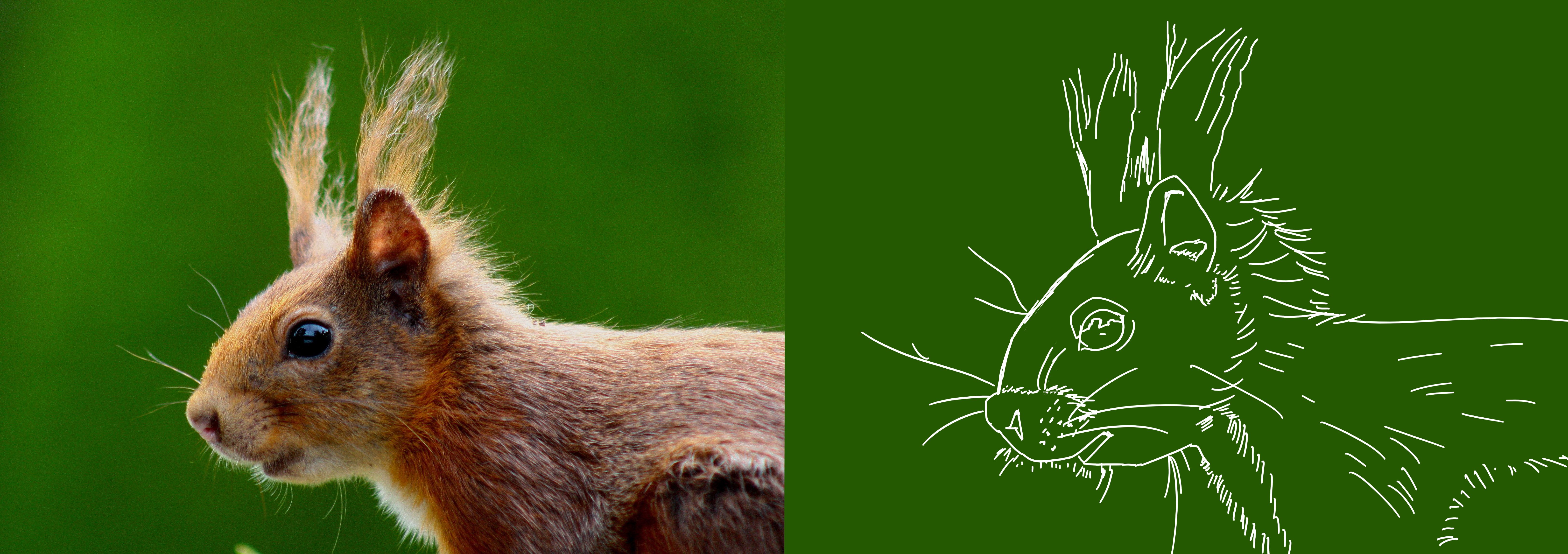etude_ecureuil_final.jpg