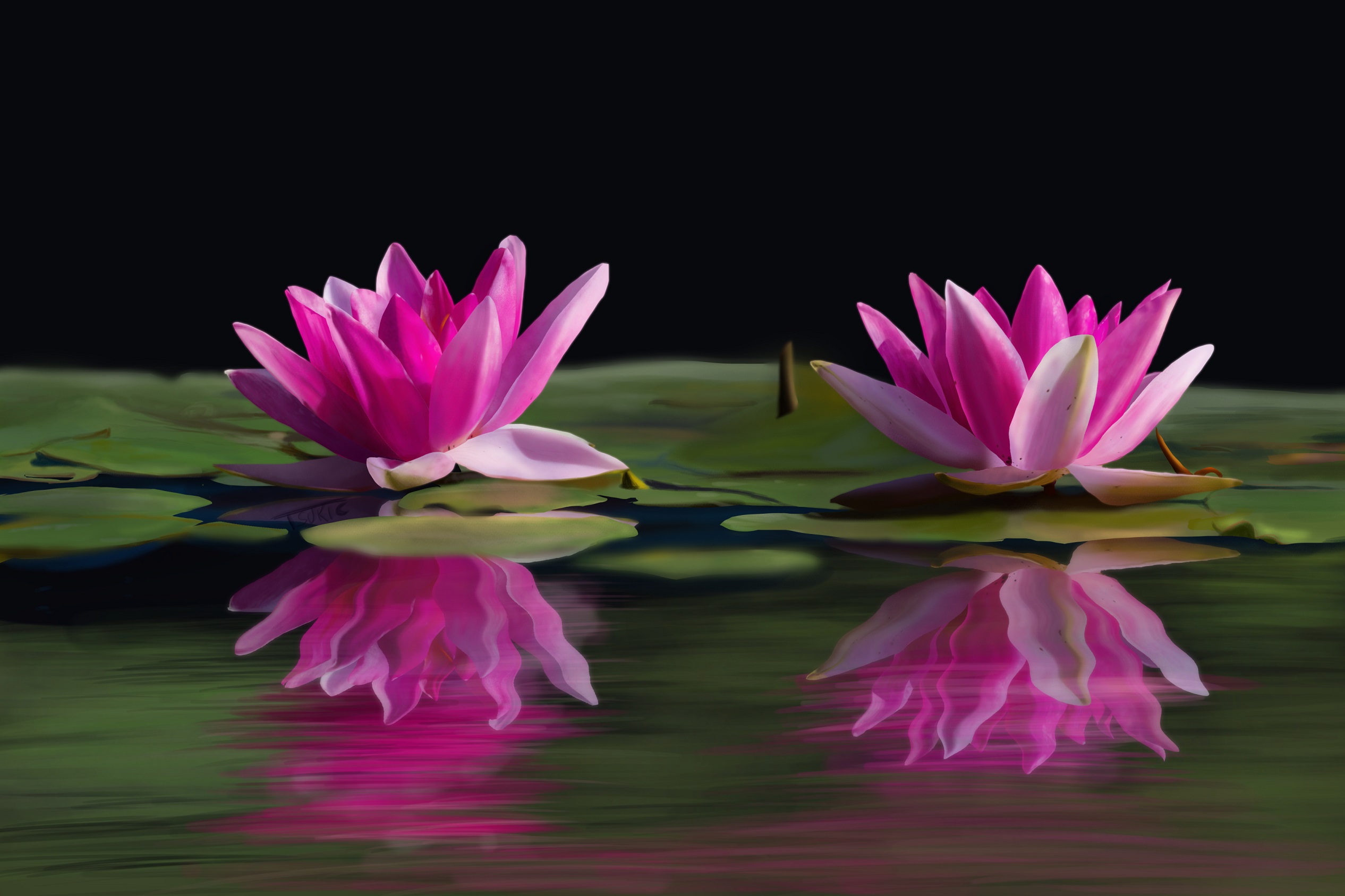 exercice_1_1_3_3_lotus.jpg