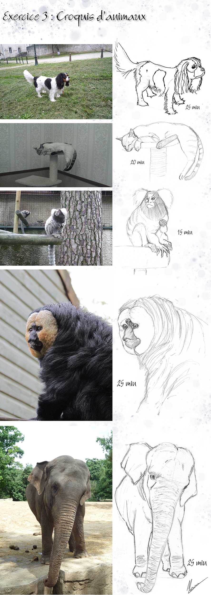 exo-3-croquis-animaux.jpg