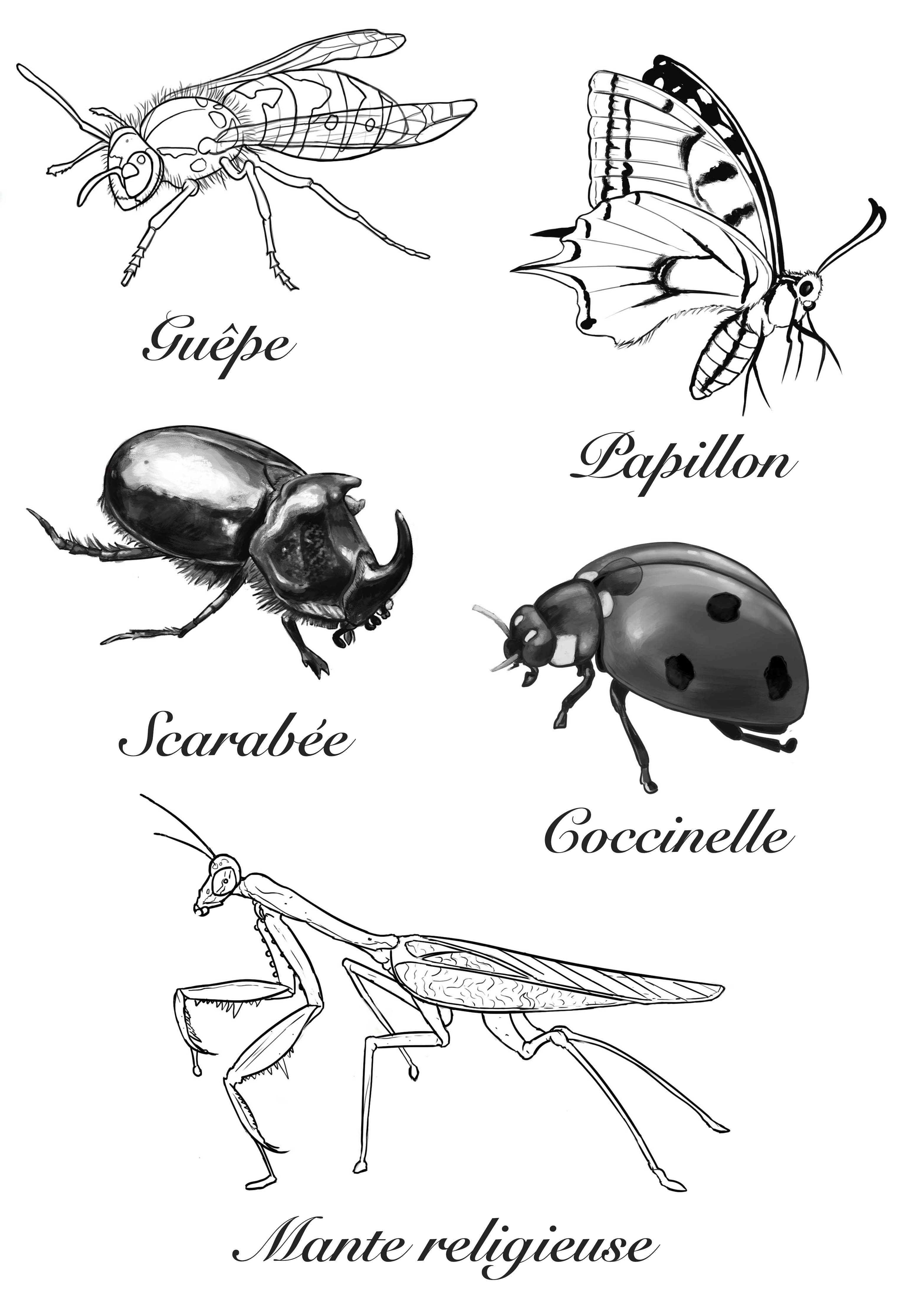 exo-hebdo-croquis-dinsectes-3.jpg